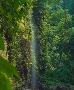 Ubud Doğa Paketi